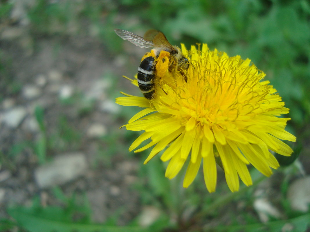 Пчелка)))))собирает нектар - Елена Мальчикова