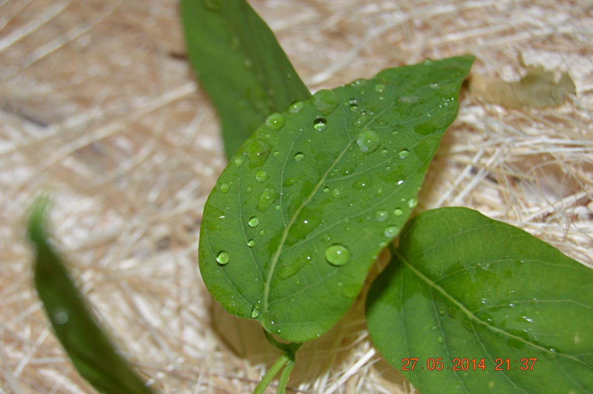 Дождь на листьях сирени - Настасья Вольф