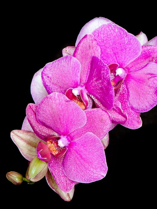 Орхидея - Любовь Б