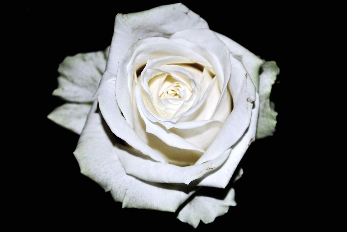 Белая роза - Виолетта Кустовская