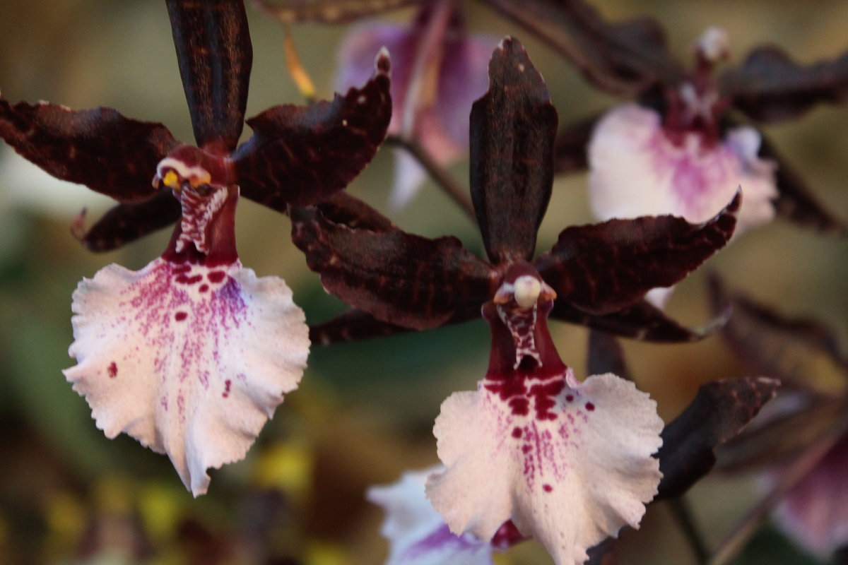 орхидеи - нина полянская