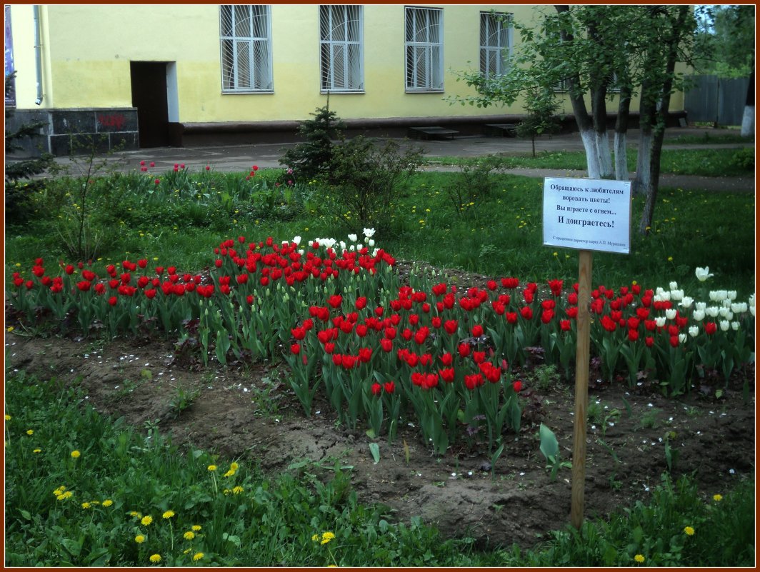 Клумбы в городском парке (с забавными объявлениями) - Ольга Кривых