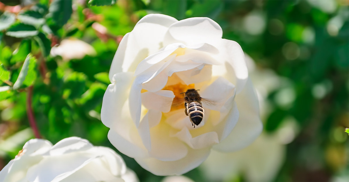 25 мая, жара +28, Пчёлы-во всю собирают нектар. - Анатолий Клепешнёв