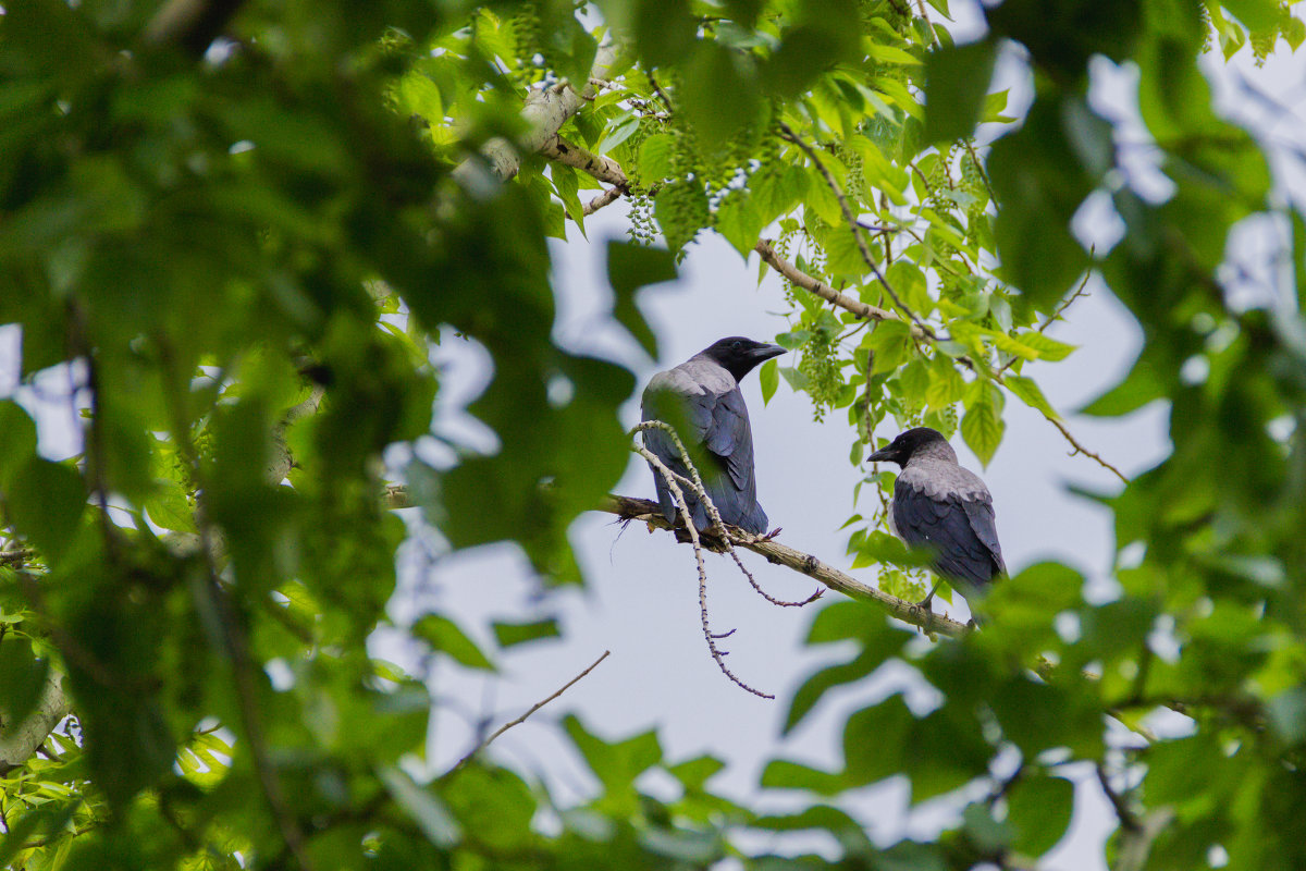 Pair of pigeons (Birds) - Евгений Мезенцев