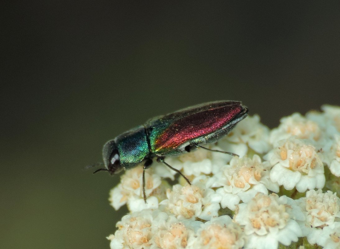 Anthaxia bicolor - Богдан Погадаев