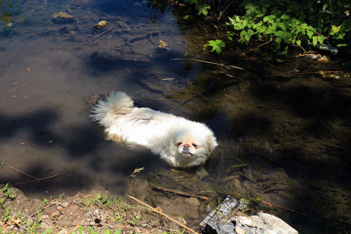 Водоплавающая собака - Svetlana Bikasheva