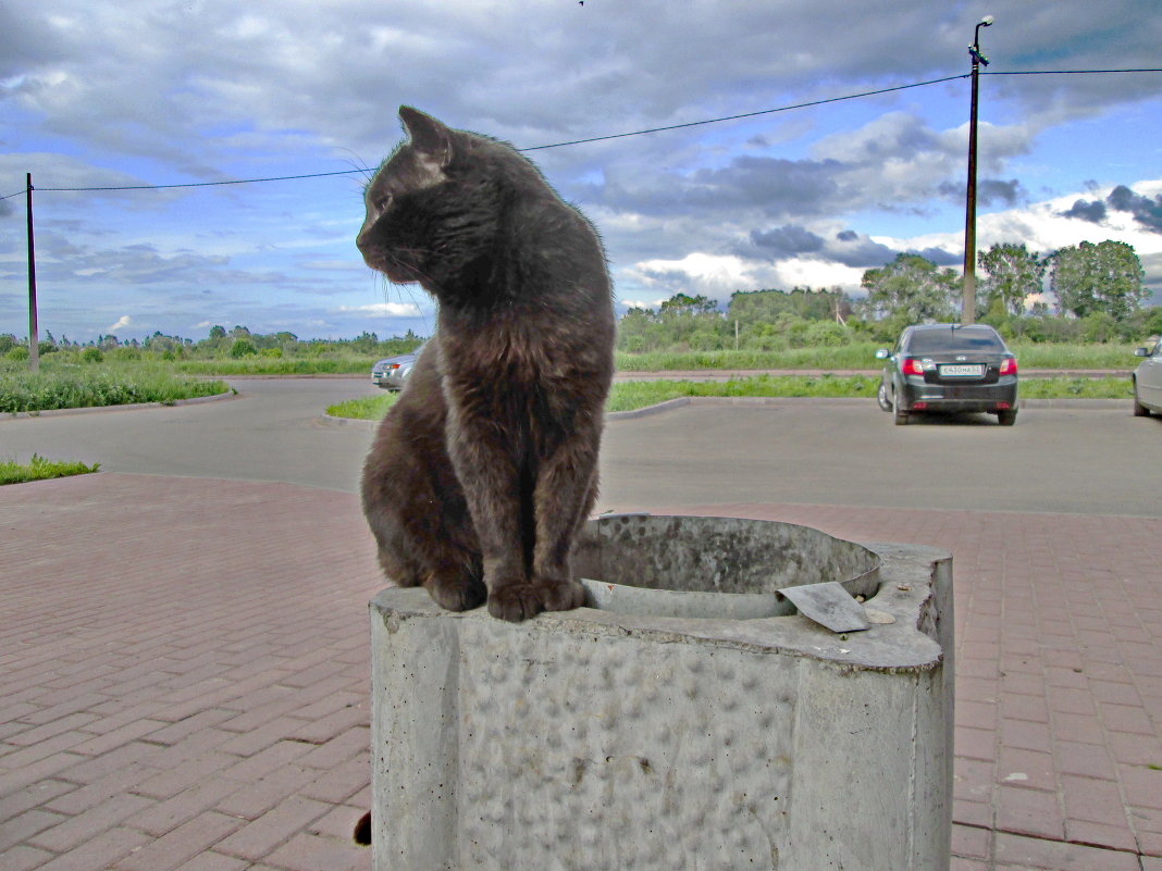 Сторожевой кот. - Sergey Serebrykov