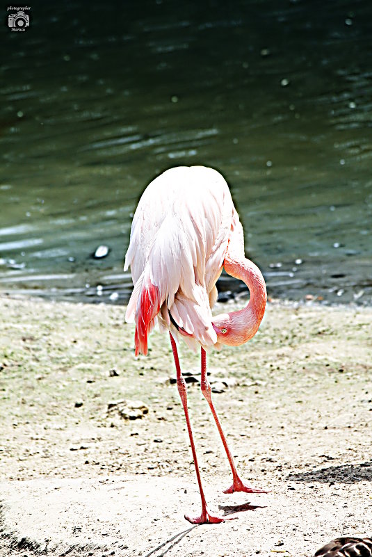 Фламинго - Маруся Верведа