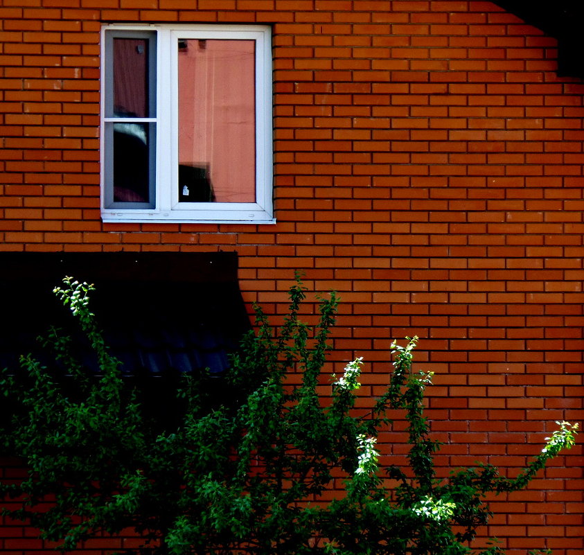 window and tree - Андрей Столяров