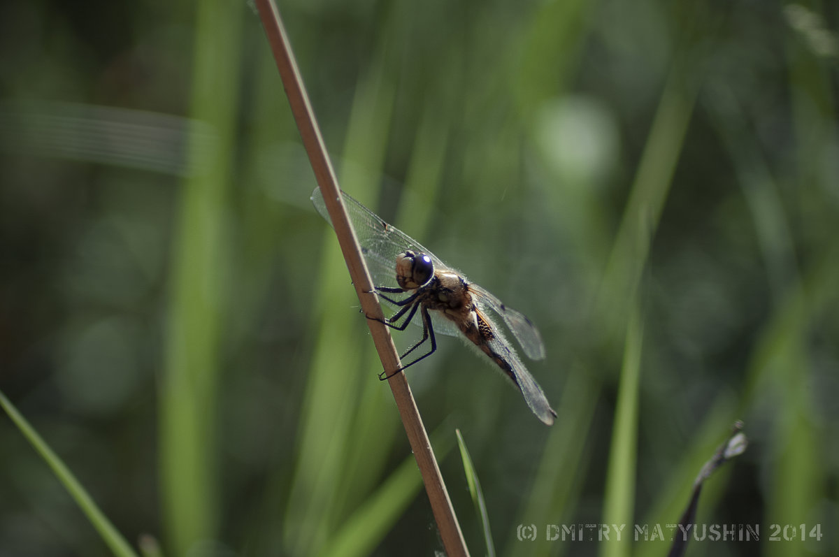 Dragonfly - D. Matyushin.