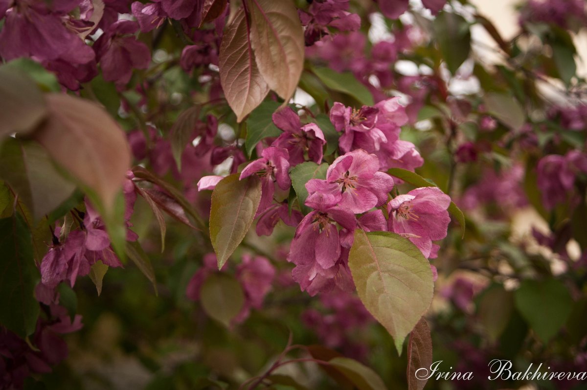 Весна в цвете - Ирина Бахирева