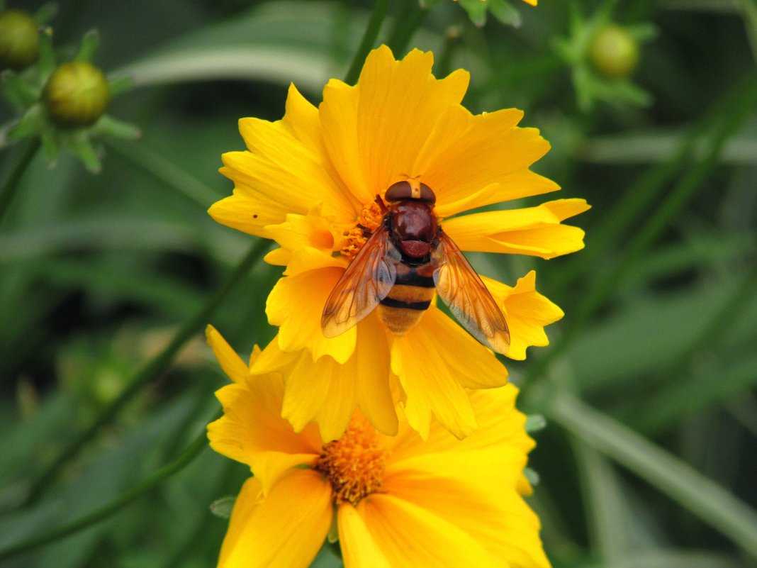 Большая пчела - Marina Timoveewa