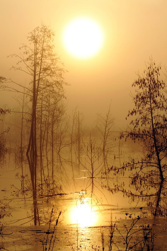 Туман на болоте - Сергей Михайлович