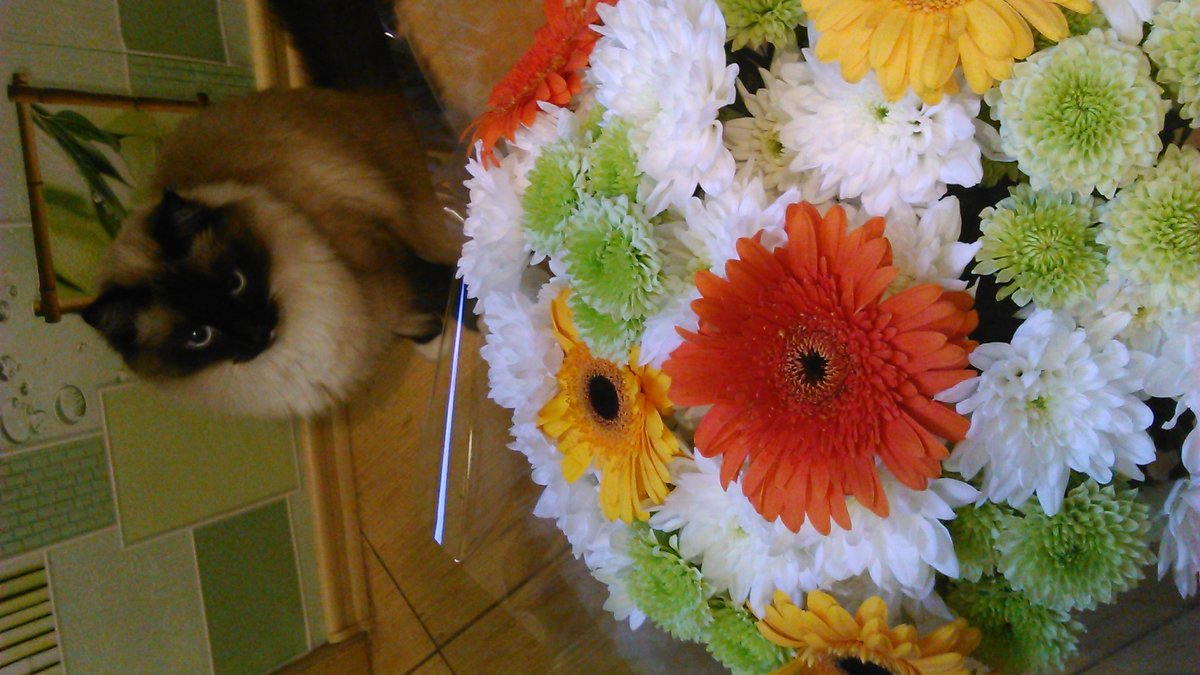 котя и цветы - Юлия Маслова