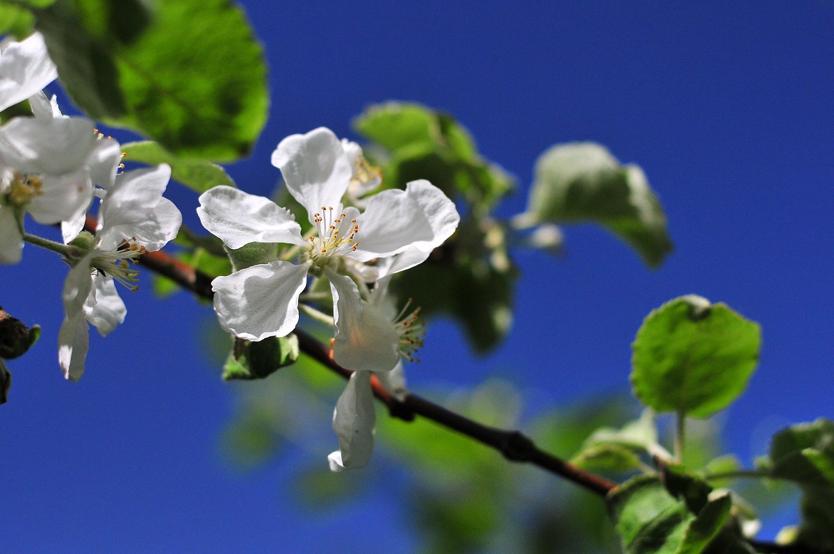 Яблони в цвету - Андрей Куприянов