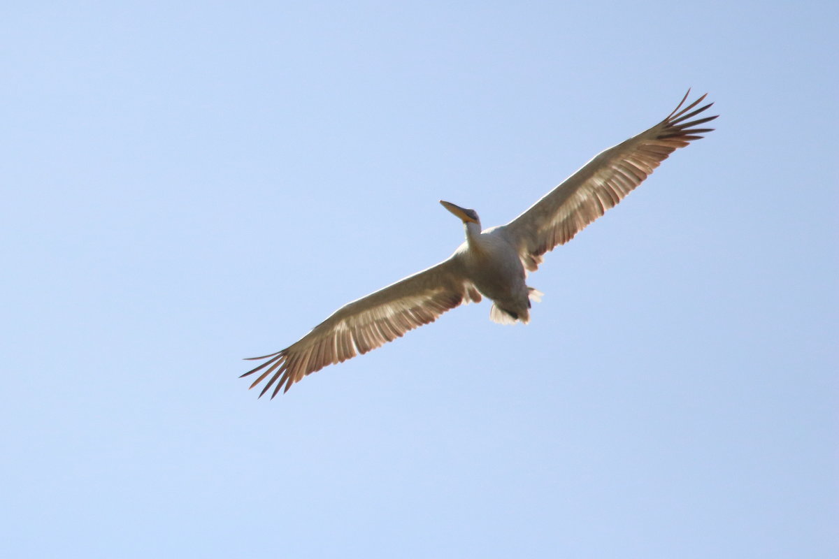 Челябинский пеликан - Павел 