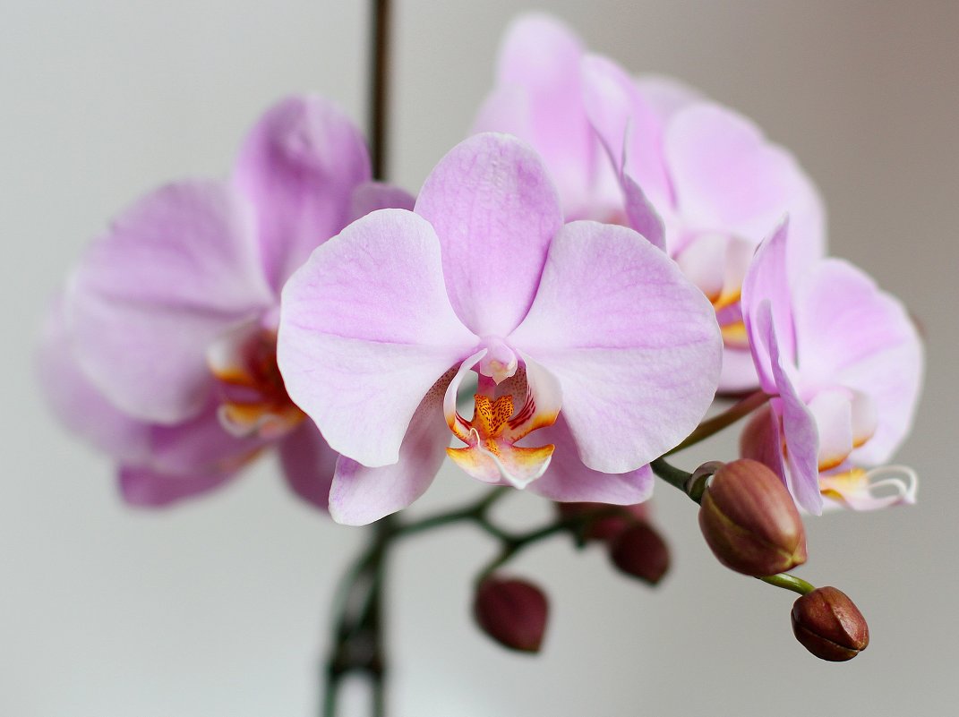 Орхидея - Olga Al