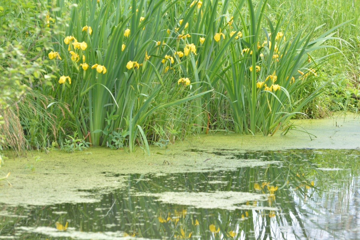 Желтые цветы у пруда - Владимир Фомин
