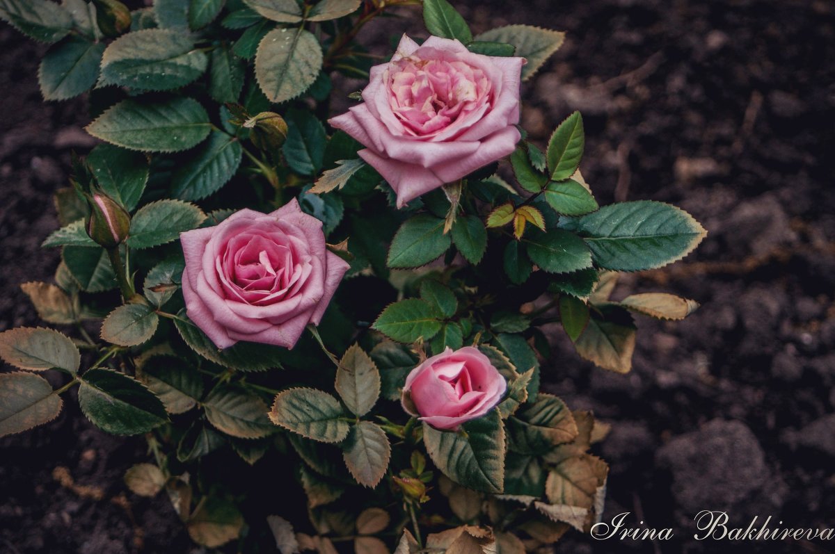 Розовый сад - Ирина Бахирева
