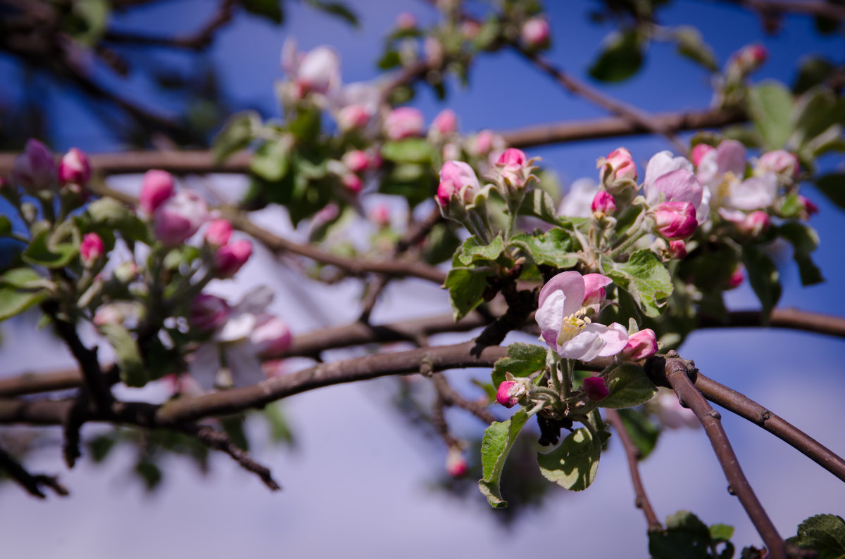 Цветущая яблоня - Алёна Романова