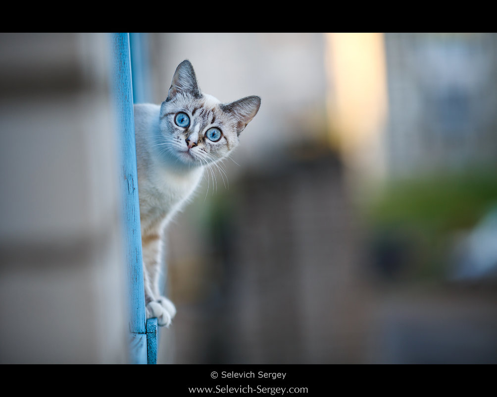 Кошка смотрит с балкона - Сергей Селевич