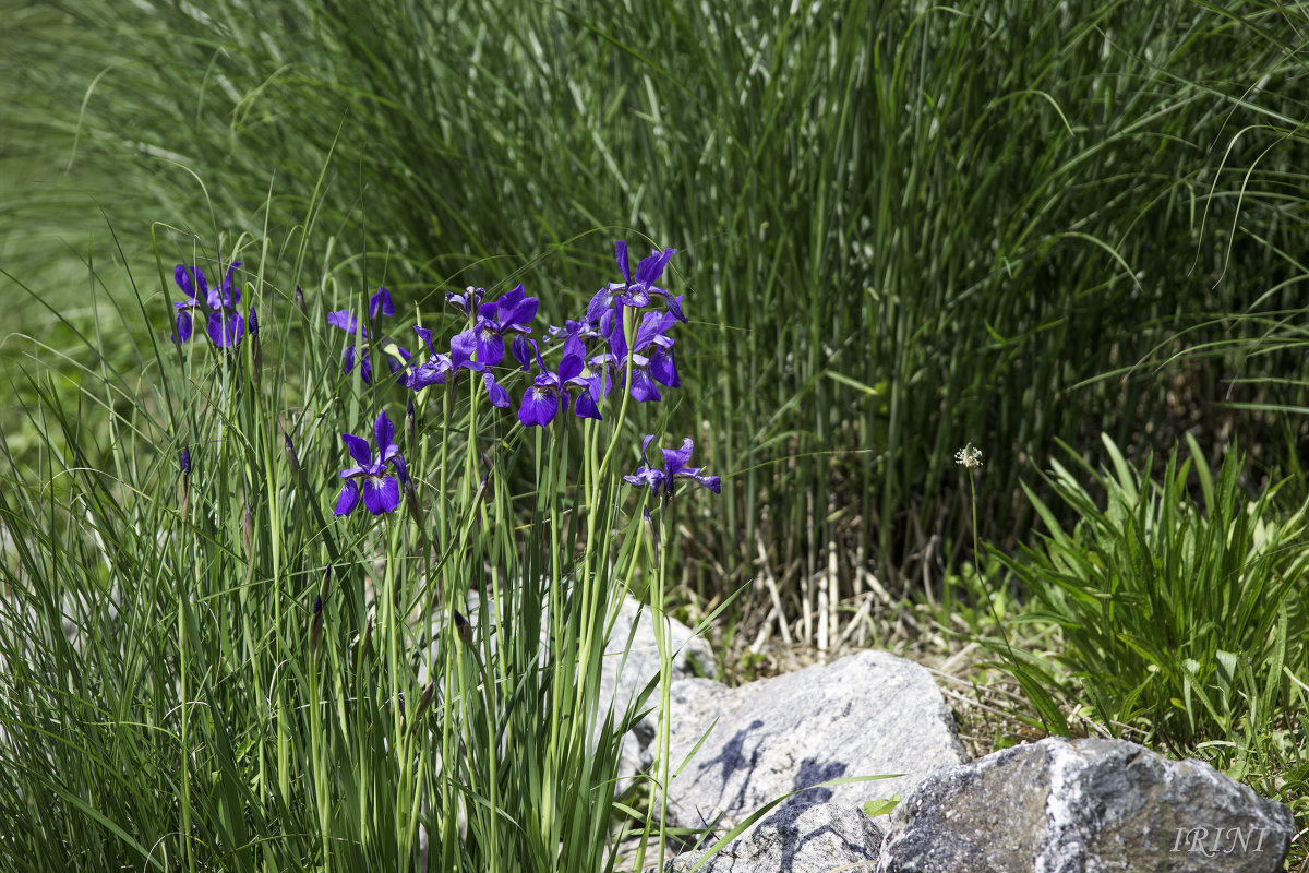 Iris Garden - Irini Pasi