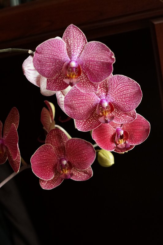 орхидея - Yuljchik 