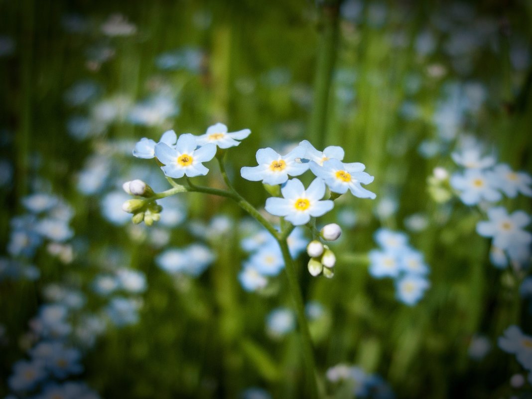 И на болоте есть цветы.... - Денис Пшеничный