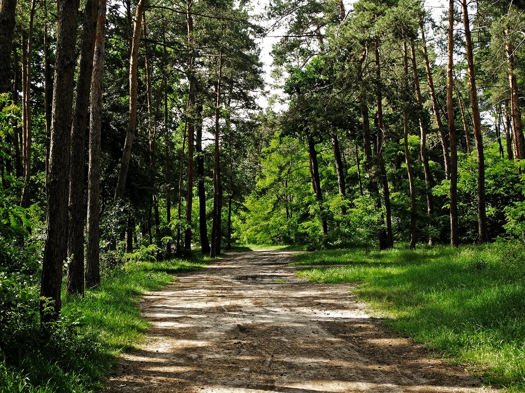 Летний день в сосновом лесу - Владимир Бровко