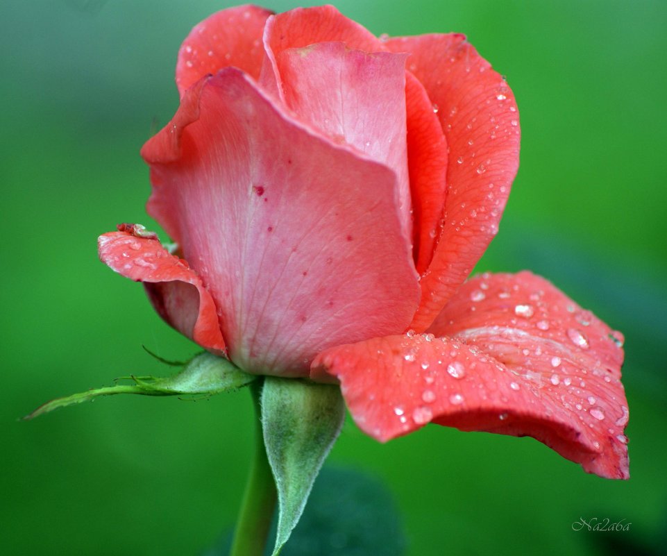 rose after rain - Na2a6a N