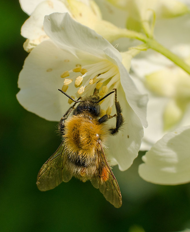 Пчелка - Татьяна 