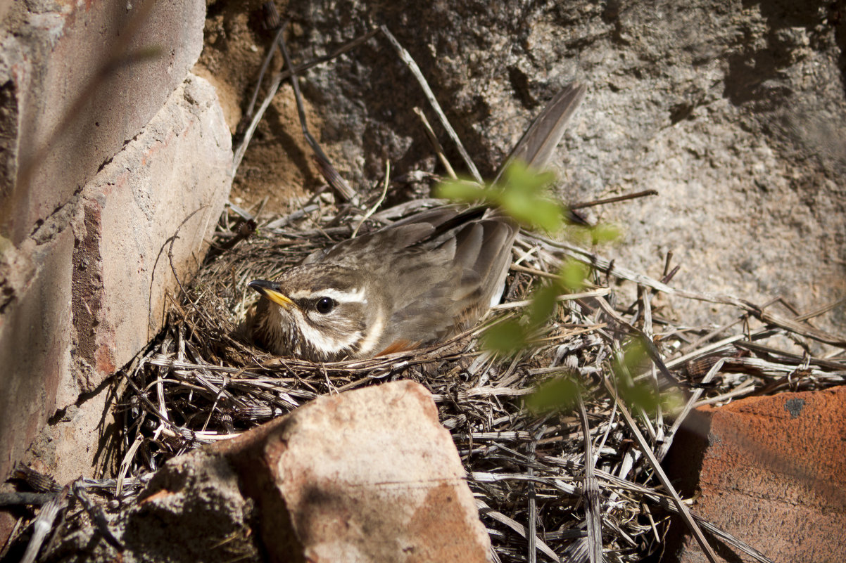 Дрозд белобровик (Turdus iliacus) на гнезде - Григорий Кинёв