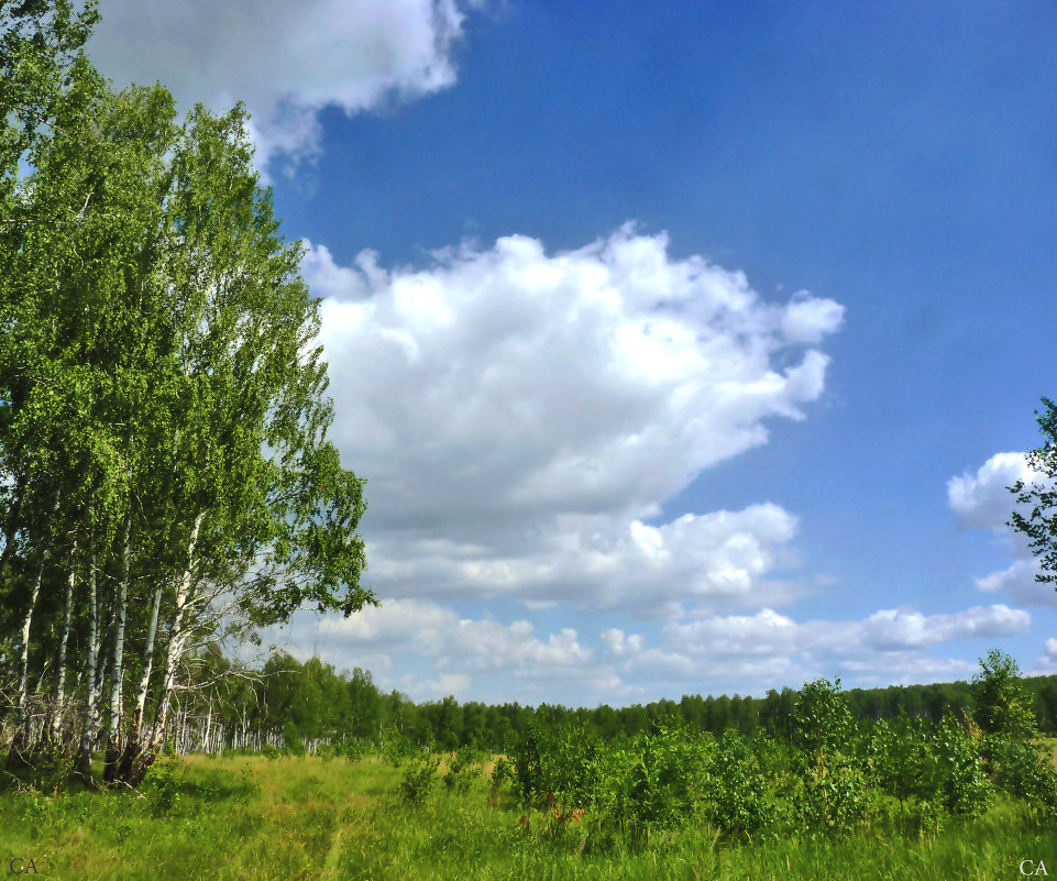 Плывут облака - Александр Садовский