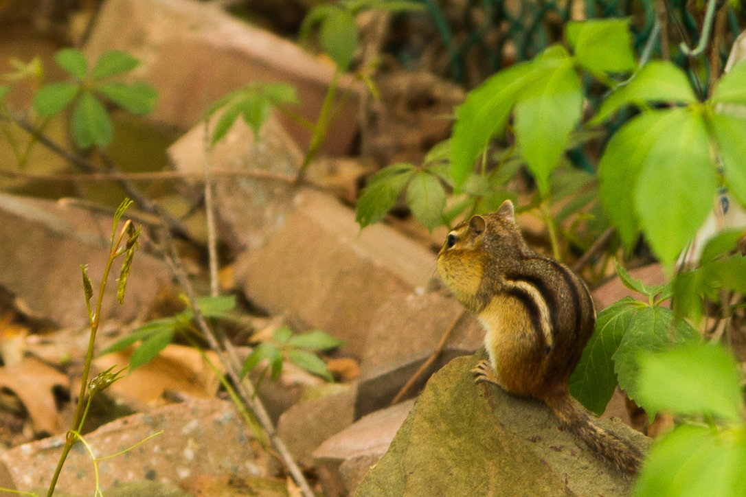 Chipmunk (бурундук) - Irini Pasi