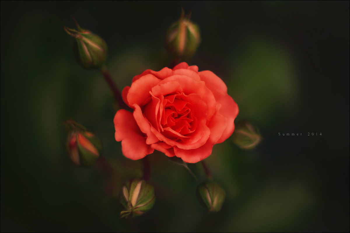 Любовь – это состояние, когда в душе расцветают огромные розы :) - Алексей Латыш
