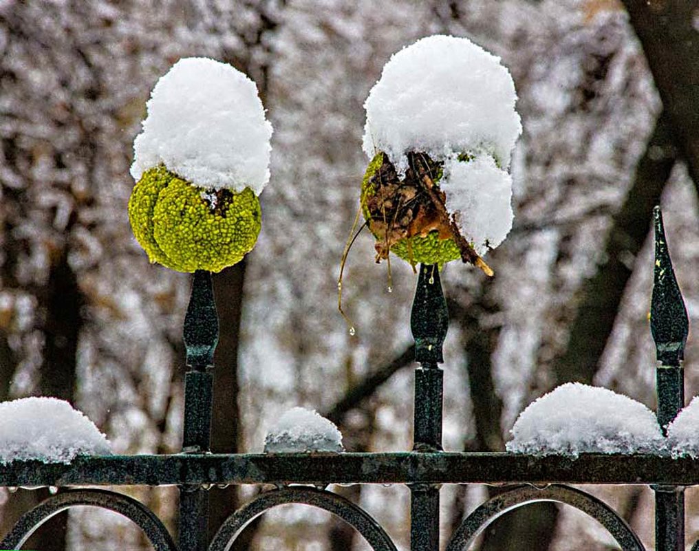 Выпал снег - Oleg Sharafutdinov