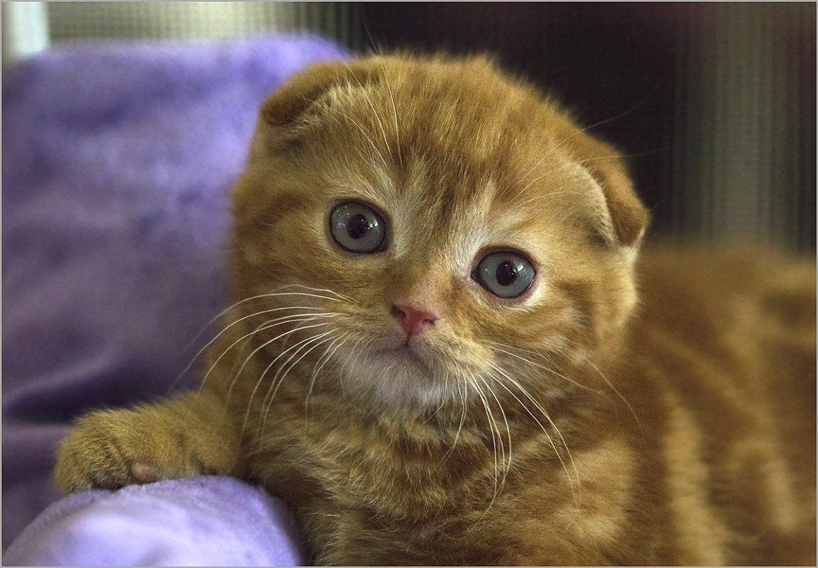 Scottish Fold - Елена Belika