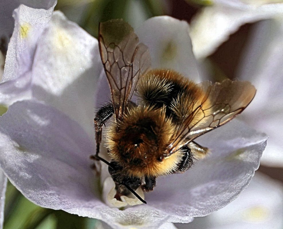Пчелка - Вячеслав 