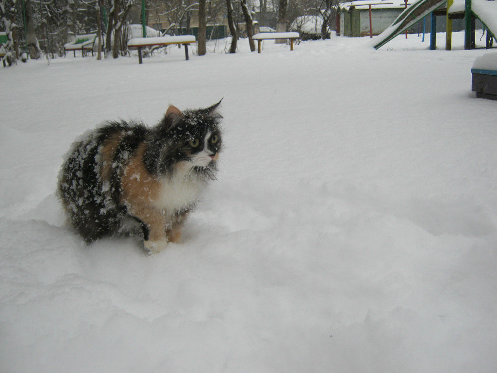 Первый снег. - Наталья Савченко