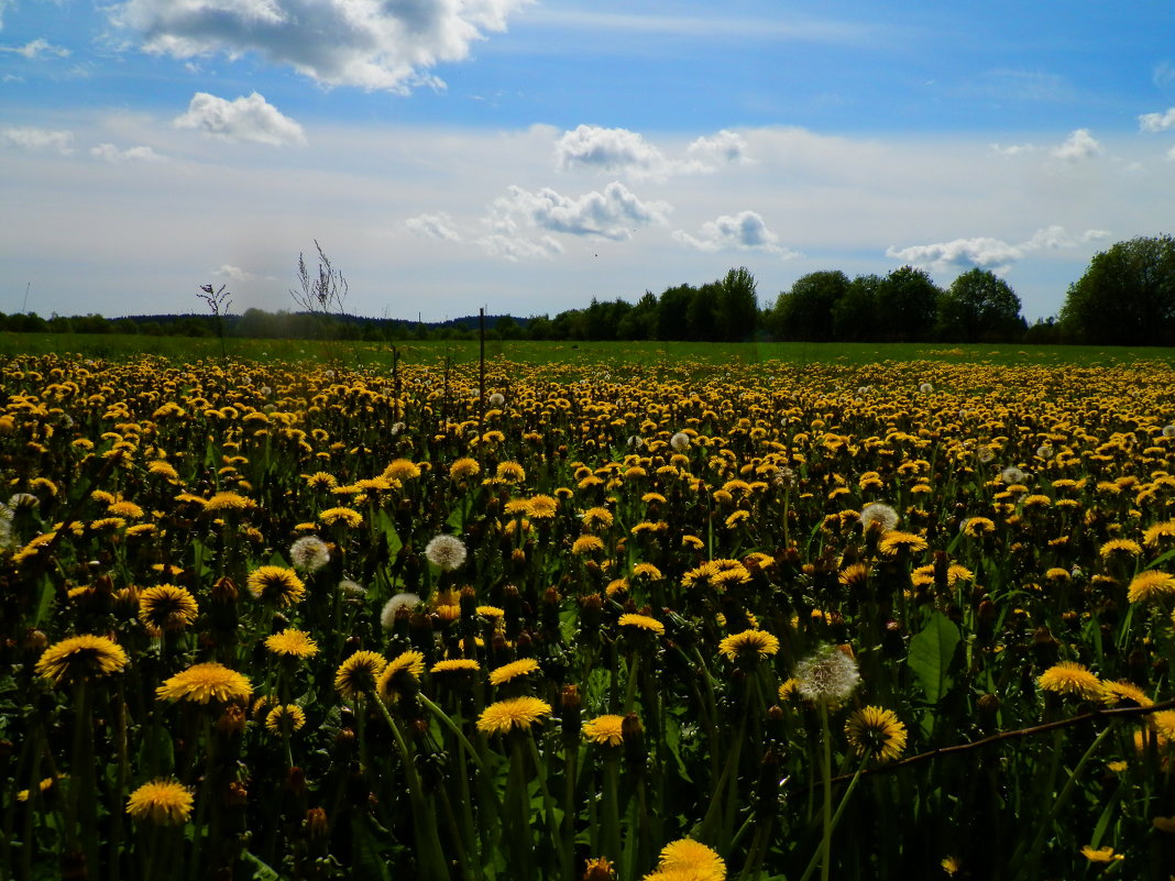 цветы на поле - Сергей 