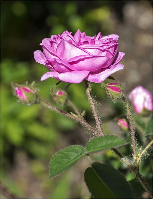Розовая роза - Любовь Потеряхина