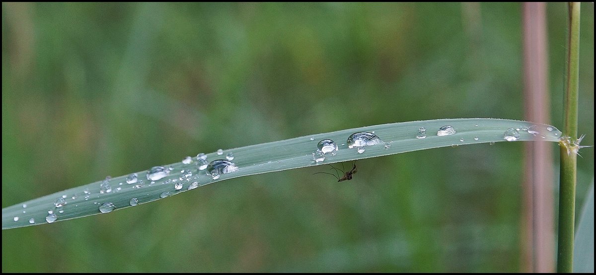 Комар и капли дождя - Viktor Makarov