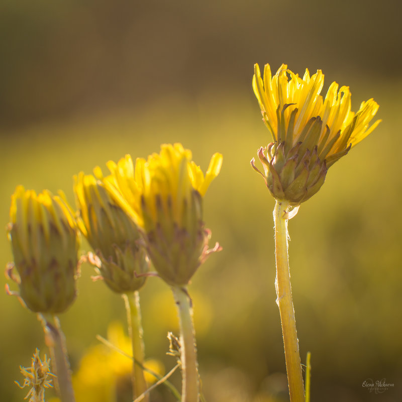 Dandelions - Елена Учаева