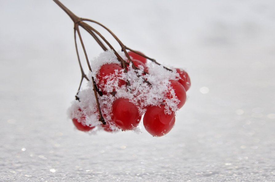 Капельками красными –   На снегу калина - Мария Исаева