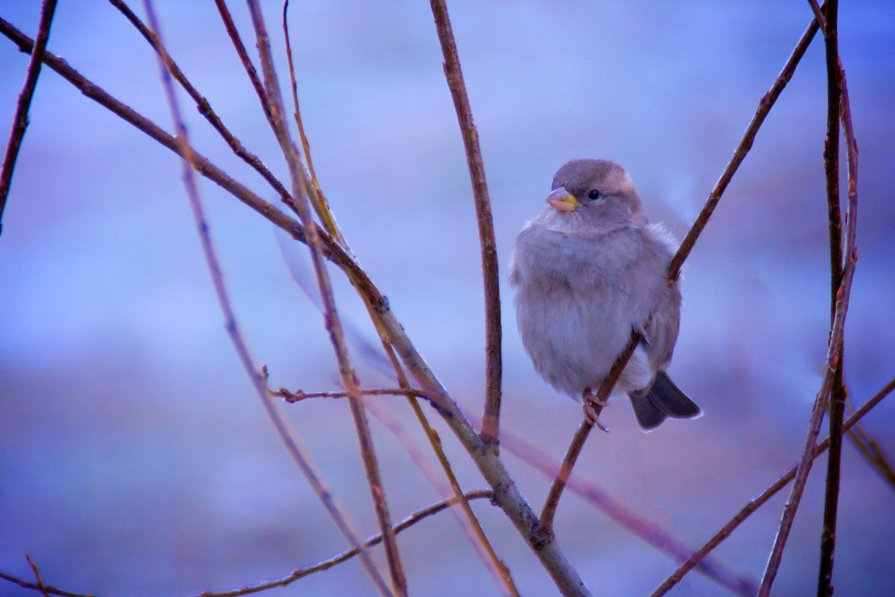 Bird v2.0 - Андрей Алексеев