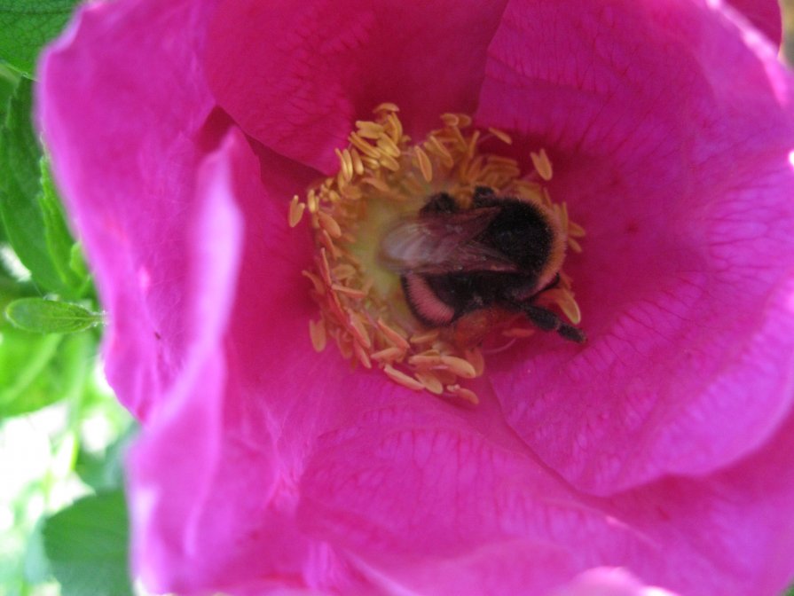Пчела собирает нектар с шиповника! - Григорий Александров