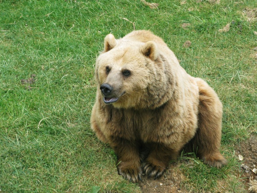 Бурый медведь - Юлия Говорова