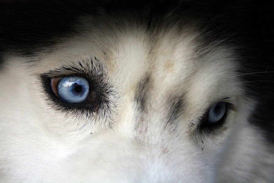 Blue eyes husky - Света Гончарова