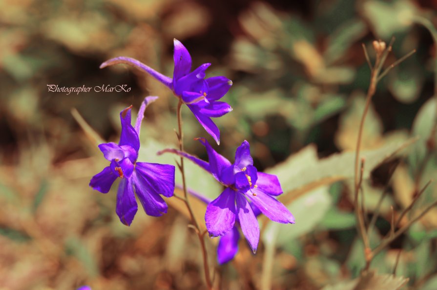 Чарівна квітка - Photographer MarKo