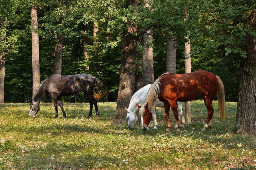 Разноцветные лошадки - Tatiana Melnikova